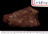 藏品(鹿角)的圖片